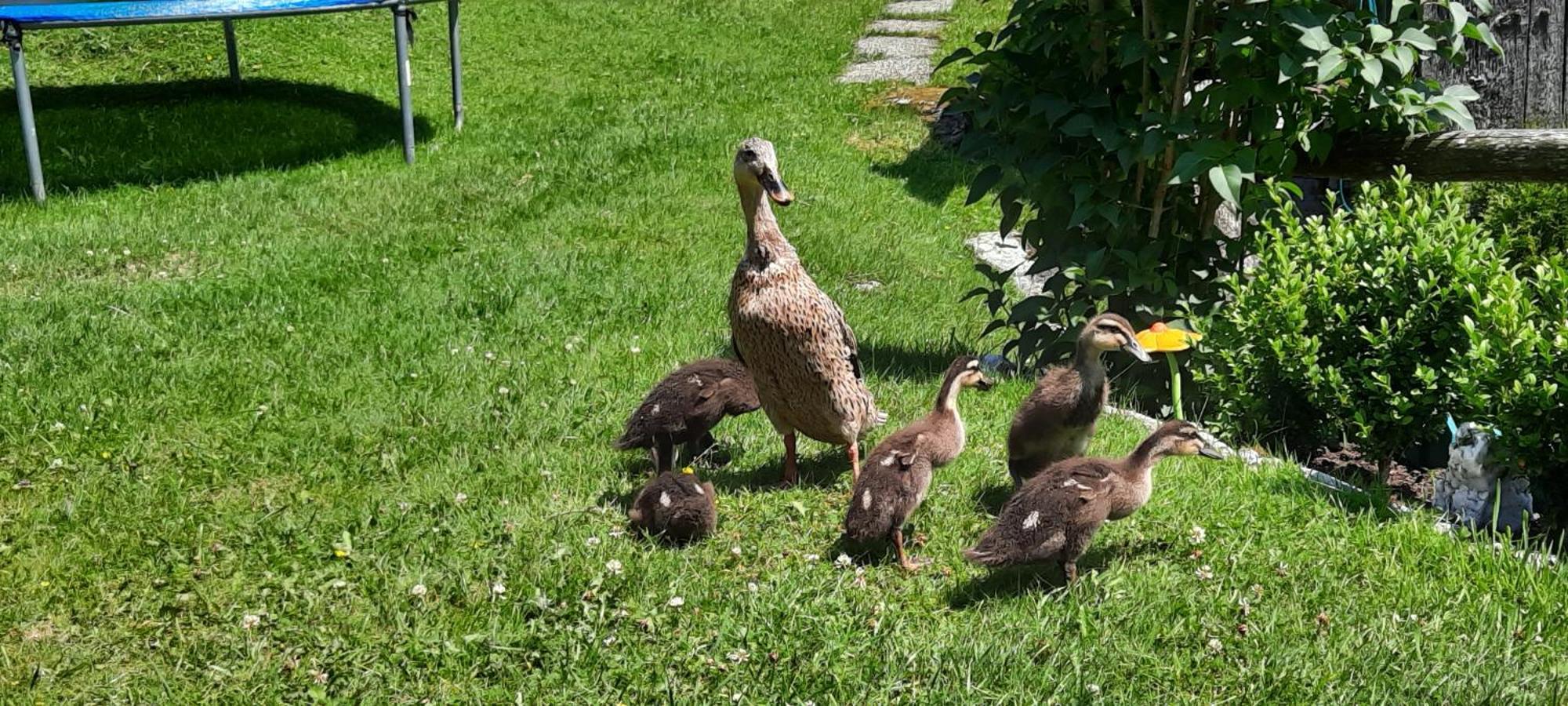 Ferienwohnungen Rieder Gerlos Luaran gambar